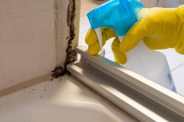 Best Office Mold Removal Services  in Orangetree, FL